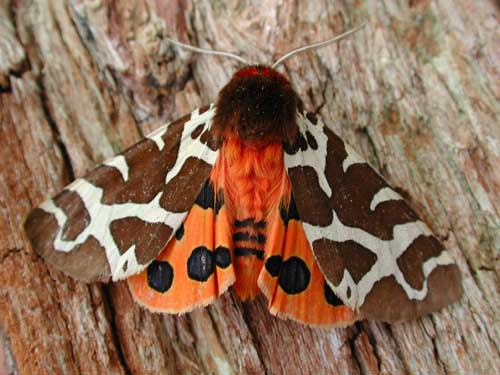 photos/wildlife/Invertebrate_Species/Butterflies/Tiger Moth/Garden Tiger 3.jpg